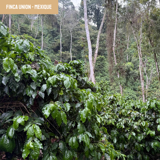 Finca Union | Mexique