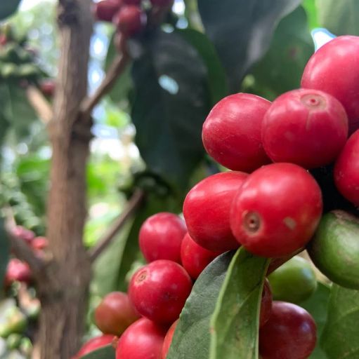 Kiriani Estate AB - Washed