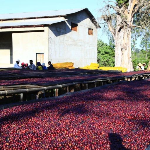 Ethiopia - Guji Mormora Estate - Purple Haze