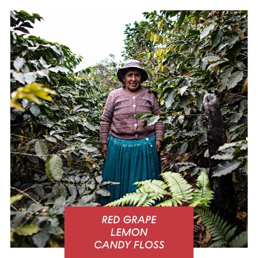 Carmelita, Washed Caturra, Bolivia