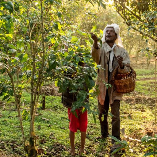 Ethiopia - Guji Sewana - Purple Haze