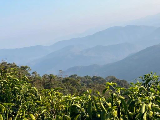 Rosita Java, Bolivia