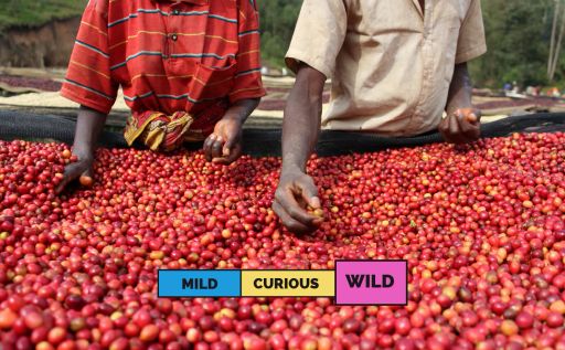 BURUNDI | Kibingo | Bourbon | Natural