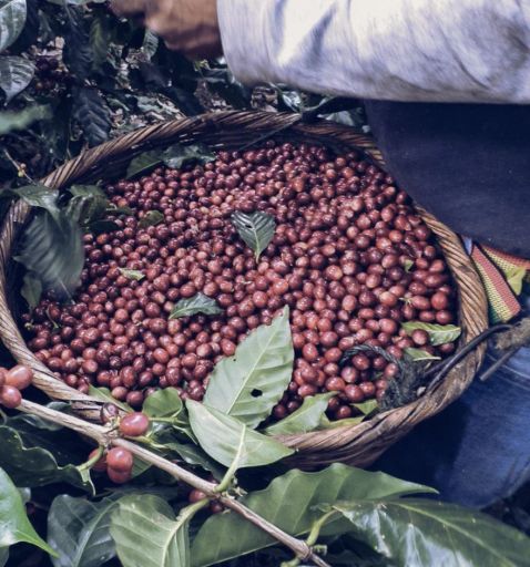 El Salvador Finca Colomba Oro Tinto Robusta Especial Honey - Oops Too Light