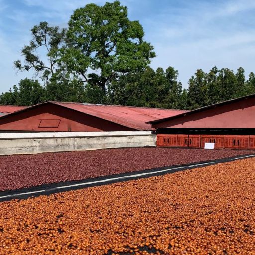 Colombia - Luz Helena - 200hrs Anaerobic Fermentation