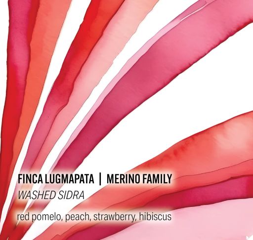 Merino Family Finca Lugmapata Washed Sidra