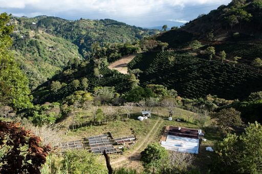 Costa Rica Roble Negro Washed