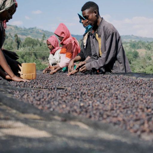 Ethiopia - Rumudamo - Elias Kare - Natural