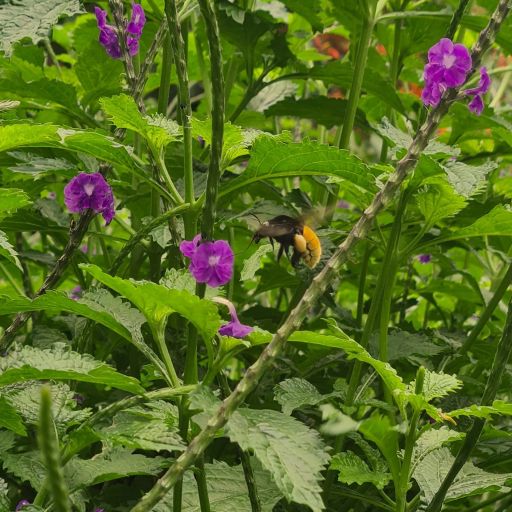 Colombia El Vergel Gesha Natural