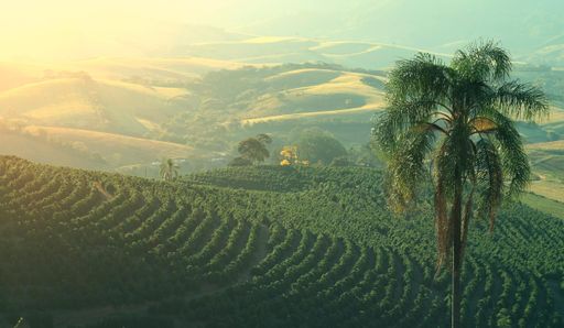 Brazil Natural 17/18 NY 2/3 SSFC