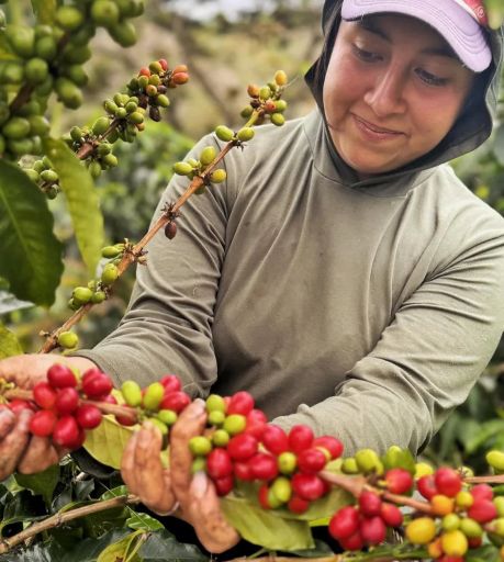 Piendamo Natural, Colombia