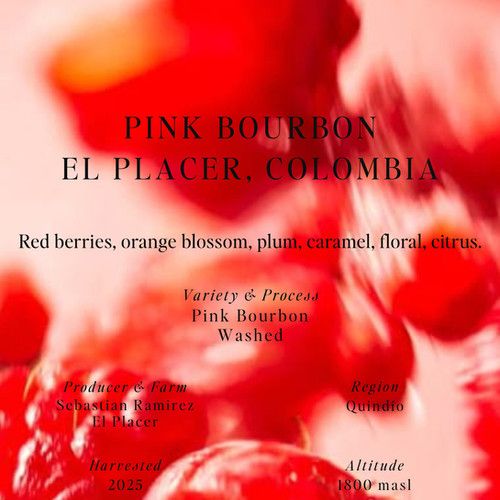 Espresso Pink Bourbon, Washed, El Placer, Colombia