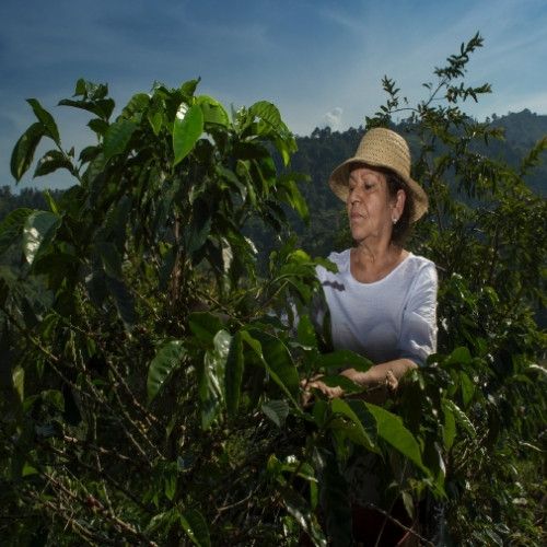 Brazilski rdeči burbon