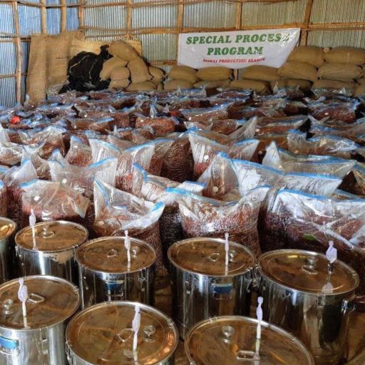 Ethiopia - Duwencho G/H/D Bunna Amrach - Anaerobic Natural