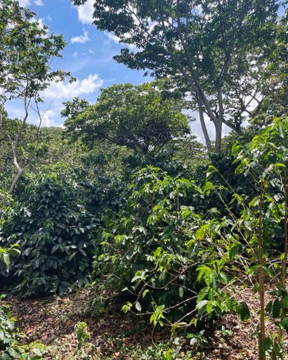 GUATEMALA | Santa Rosa