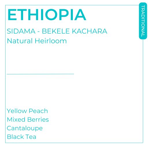 Ethiopia - Sidama - Bekele Kachara - Natural Heirloom