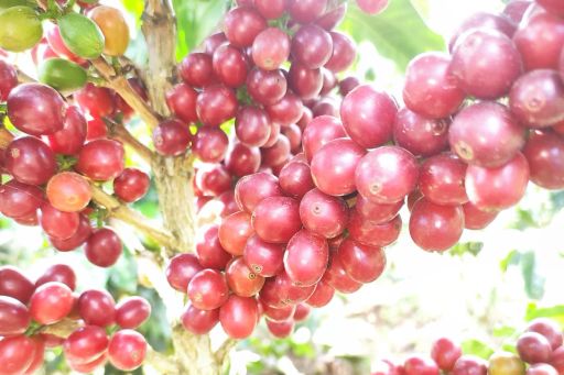 El Jaragual TS washed Pink Bourbon