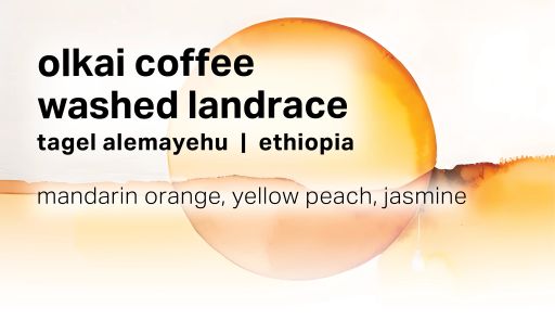 Tagel Alemayehu Olkai Coffee - Washed Landrace
