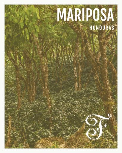 Honduras Mariposa