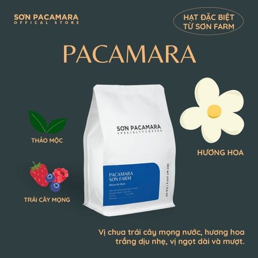 Pacamara Micro Lot Từ Sơn Farm