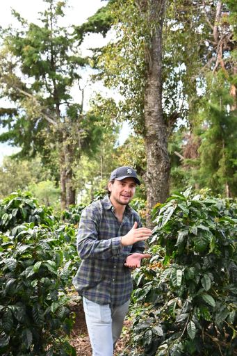 El Morito Gesha - Guatemala