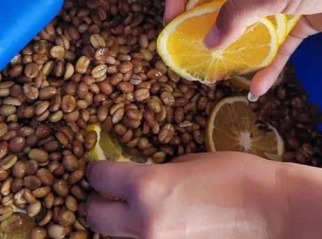 Colombia Castillo Orange Coferment Honey Process