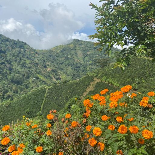Colombia, Suukala Amucaflome