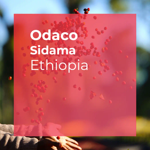 ODACO, Sidama Natural