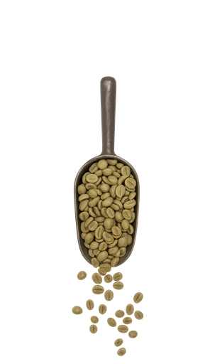 Raw Coffee El Salvador San Francisco