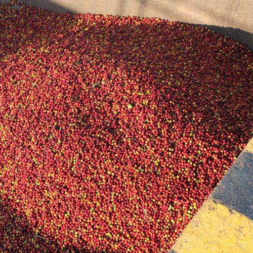 Nicaragua - Aida Lilla Zeledon - Java - Washed