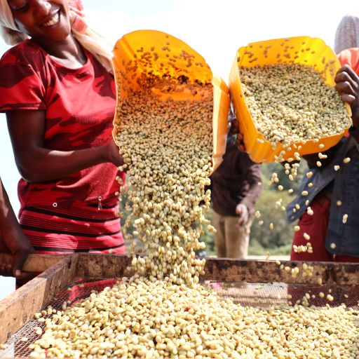 Sidama Buncho Washed, Ethiopia