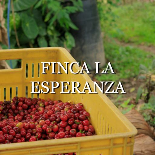 Colombia Finca La Esperanza