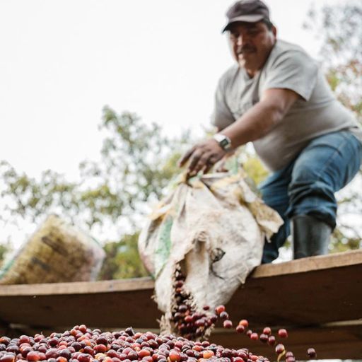 Guatemala - Santa Felisa Blue Diamond - Washed