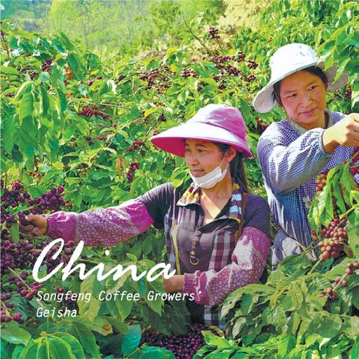 China 2025 COE #2 Yunnan Songfeng Coffee Grower Geisha Washed