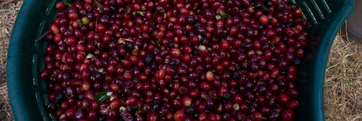 #25 Costa Rica, Experimental Obata