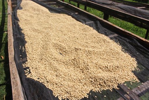 Keníu kaffi - AA TOP KIRI - Þvegið