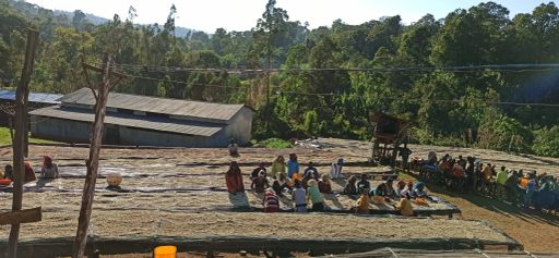 Ethiopia Guji Tero Outgrowers Natural