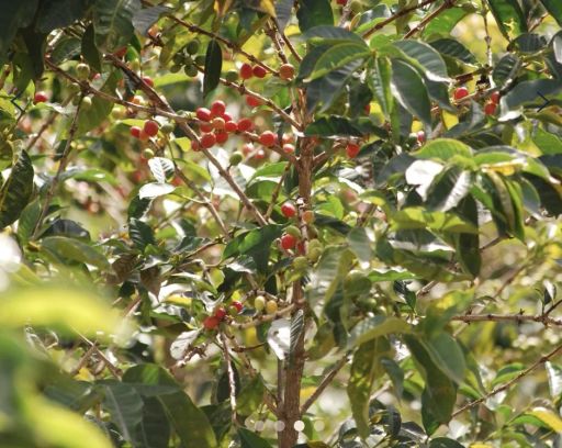 Rwanda Kinini Village Lot 5-28