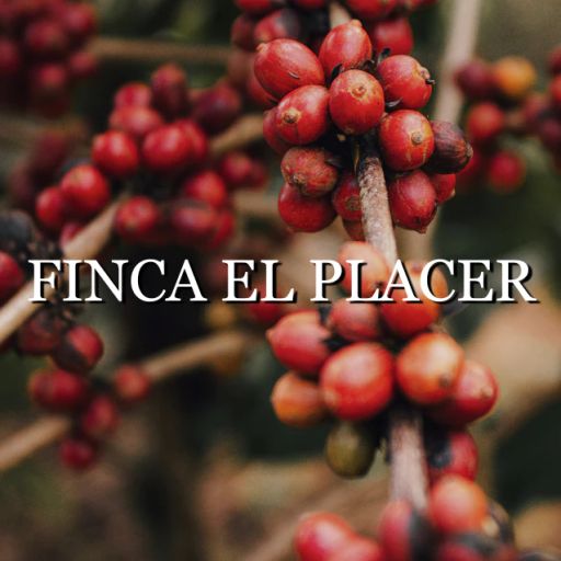 Colombia Finca El Placer