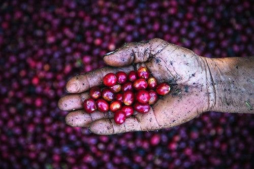 Finca Las Senda, Guatemala - Natural PACHE