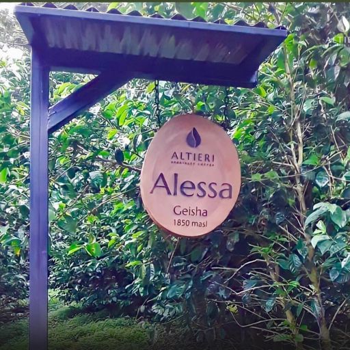 Panama - Altieri - Ale Geisha Washed