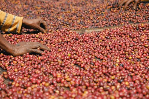 Decaf Microlot - Nicaragua Elixir Carbonic Maceration Nat