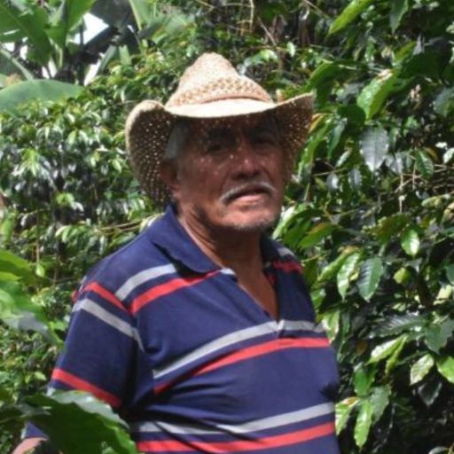 Honduras - Liquidambar by Guadalupe Rodriguez (COE 2015 #8)