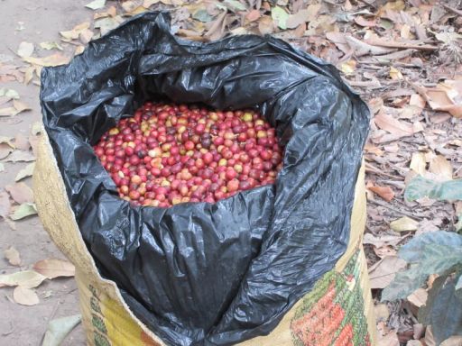 Guatemalan Antigua San Sebastian