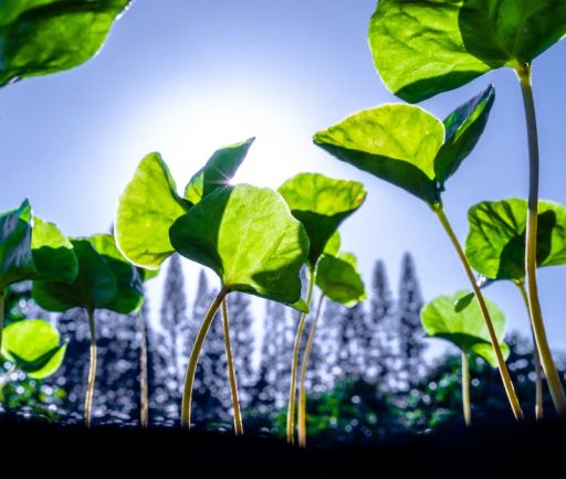 Ka'ū Lempira Anaerobic Washed