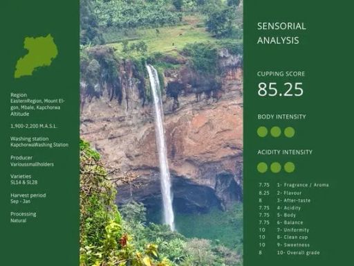 Glasriketskaffe – Uganda, Mount Elgon