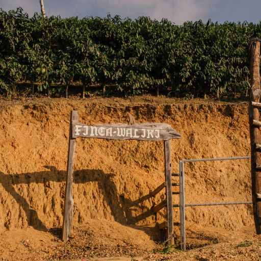 Bolivia - Waliki Coconatural