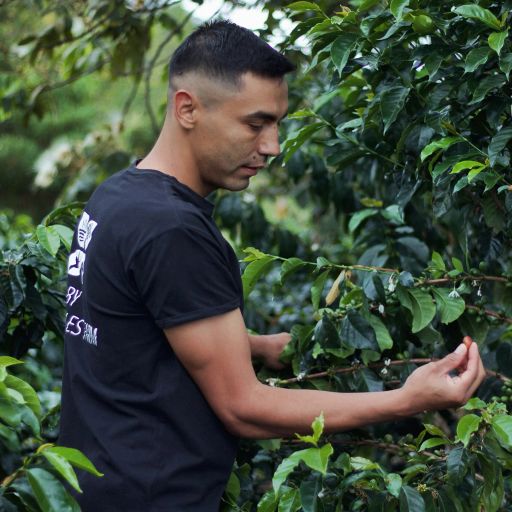 Anibal Plazas Tabi Calma Washed