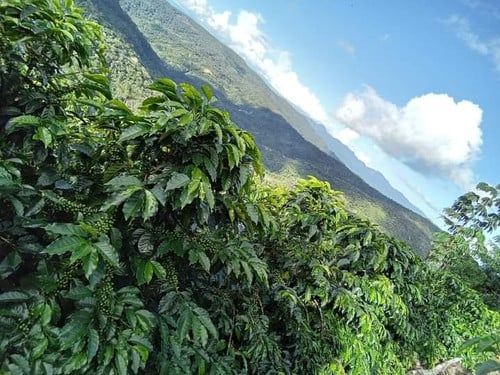 Bolivia Kantutani, Finca El Porvenir