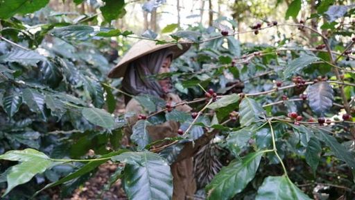 Myanmar Shwe Yi Mon SL28 Natural